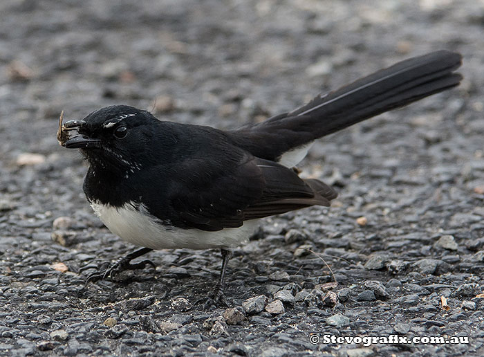Willly Wagtail
