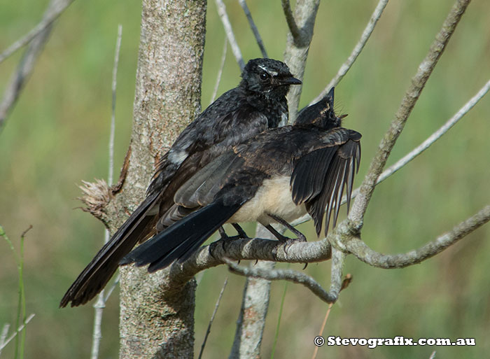 Adult and juvenile Willie Wagtails