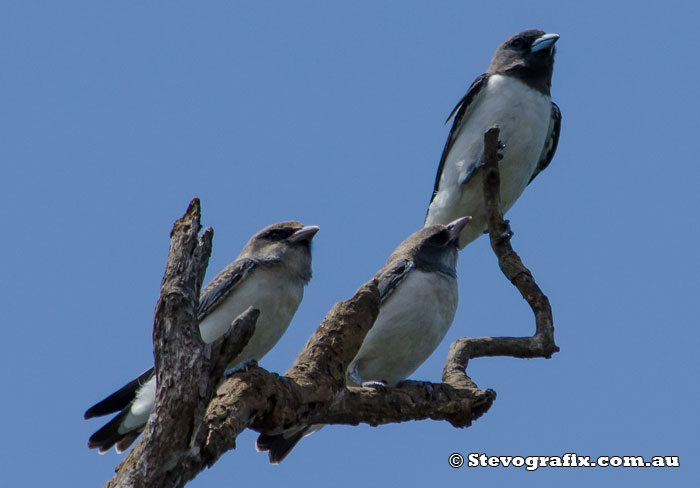 White-breasted Woodswallows 