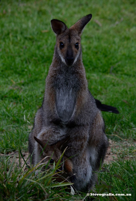 Swamp Wallaby & Joey